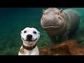 Top FUNNIEST ANIMAL Videos 2026 That Will Make You Die Laughing 🤣 Mp3 Song