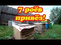 ПРИВЁЗ ИЗ ЛЕСА ЕЩЁ СЕМЬ ДИКИХ РОЁВ