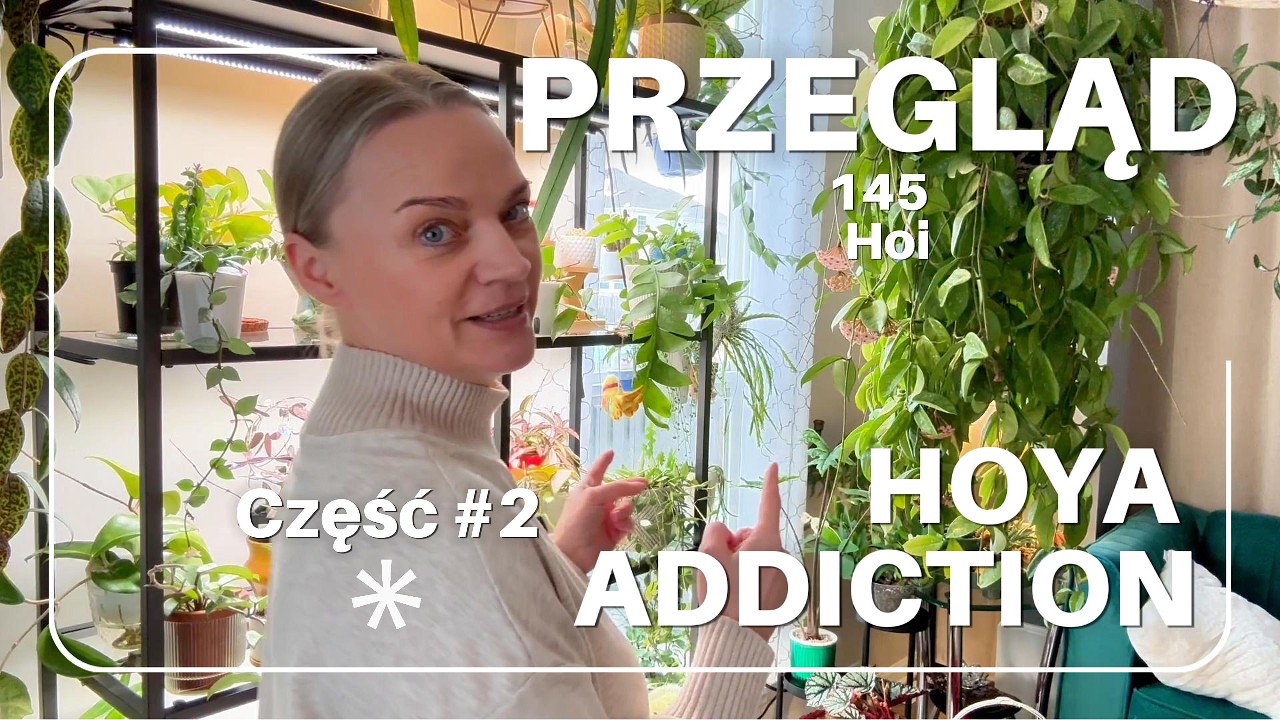 Wszystkie moje HOJE  część #2 | KOLEKCJA 145 ODMIAN (2026)