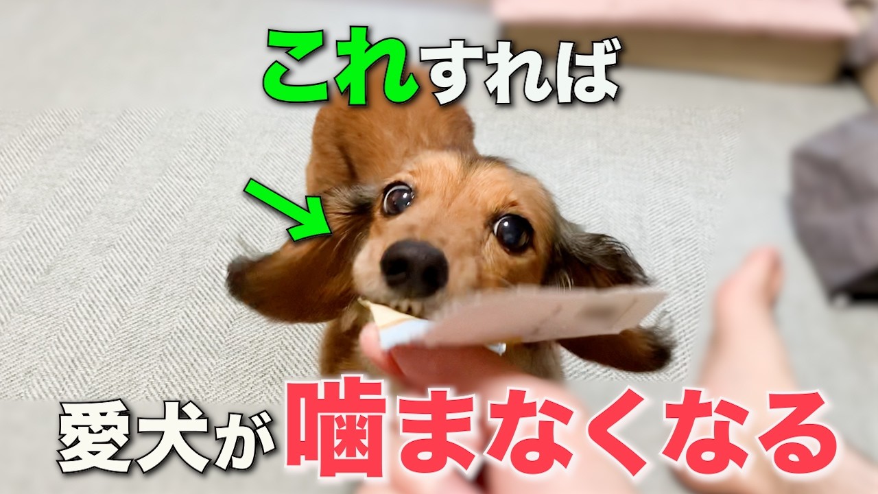 【衝撃の事実】噛み癖を治したいなら「治そうとするな」