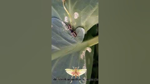 Insects pest love #vivekanandha_n_insects #nature love #garden #adult reproduction #naturelovers