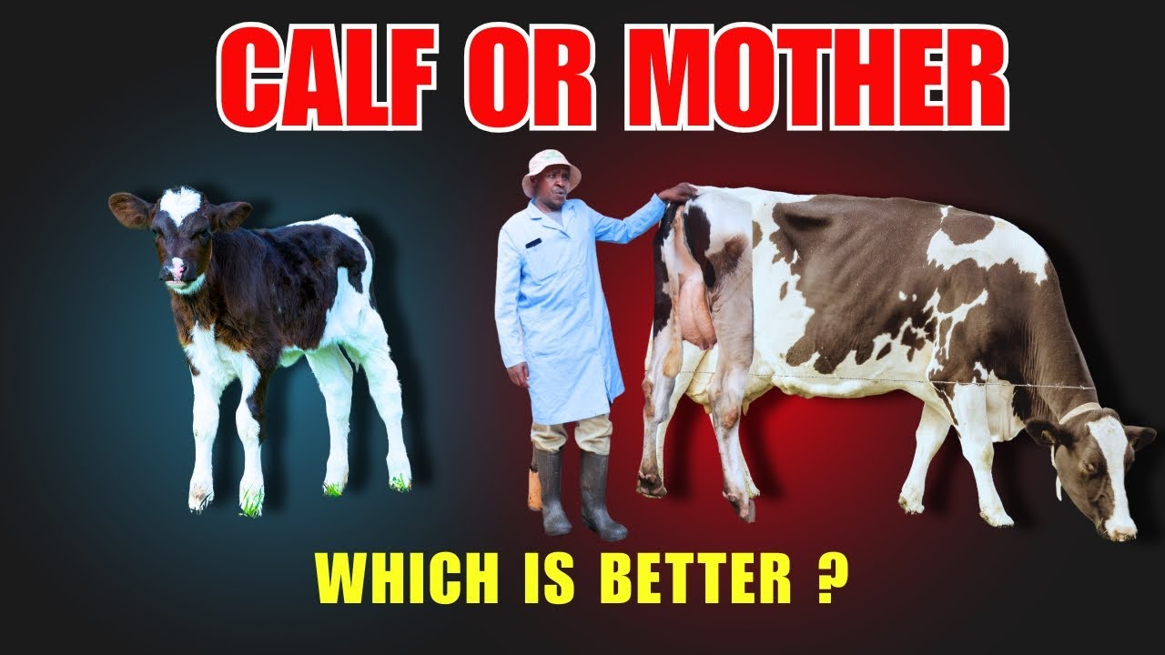 HOW TO MAKE MILLIONS  BY RAISING OF DAIRY CATTLE . 5 HACKS THAT CAN CHANGE YOUR LIFE.