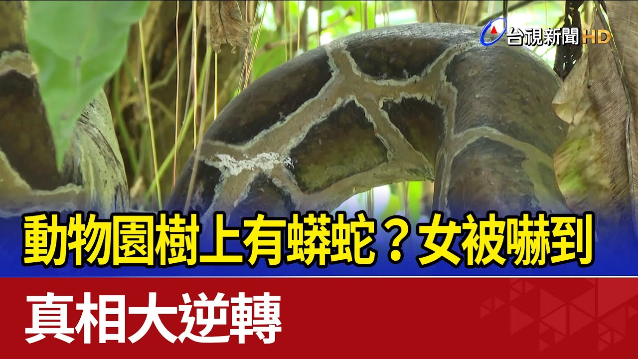 動物園樹上有蟒蛇？女被嚇到 真相大逆轉