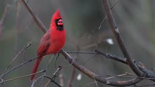 Northern Cardinal singing