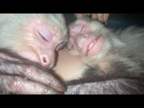 capuchin-monkeys-super-cute!-picks-nose-and-snuggles!