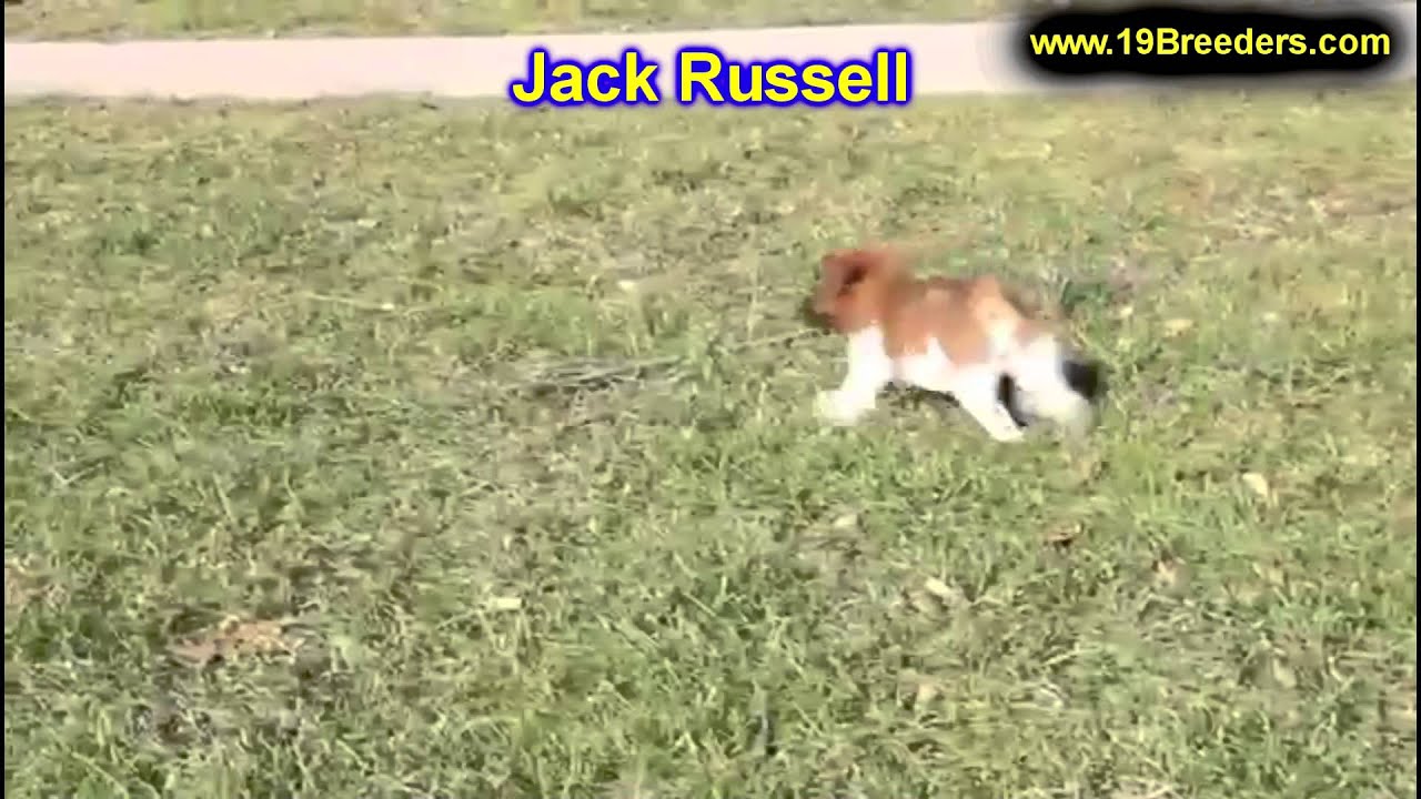 Jack Russell, Puppies, For, Sale, In, Butte Silver Bow, Montana, MT