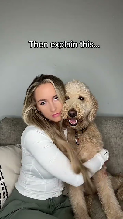 Believe me now?? #goldendoodle #dogs