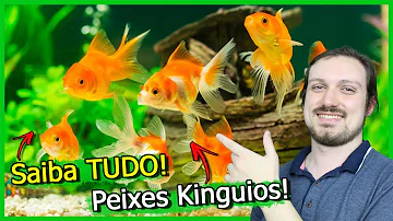 Como alimentar o peixe kinguio?