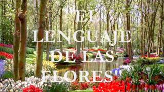 Video thumbnail of "El lenguaje de las flores"