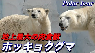 クマ科の動物 ホッキョクグマ ヒグマ ツキノワグマ メガネグマ マレーグマ アメリカクロクマ ジャイアントパンダ Youtube