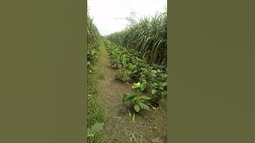 Multi-Crop Farming