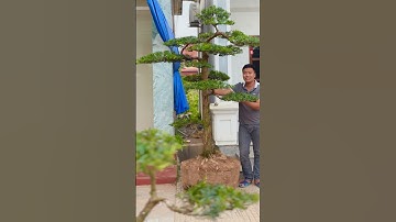 CÂY TÙNG LA HÁN DÁNG TRỰC #nhavuonthanhnam #bonsai #caycanh #xuhuong