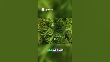 Evergreen Trees  Winter Survival Secrets!