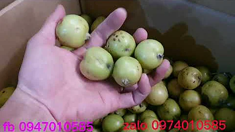 táo mèo tươi đầu mùa 2021 giá bao nhiêu