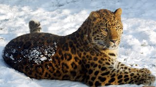 Far EASTERN LEOPARD: the RAREST cat in the world