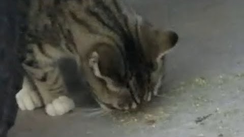 Feral cats first catnip
