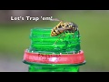 Free Yellow Jacket Trap