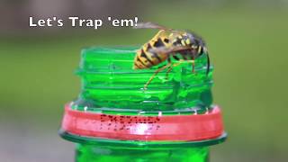 Free Yellow Jacket Trap