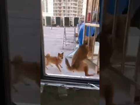 Две собаки сбежали, а хозяин застрял! 😂