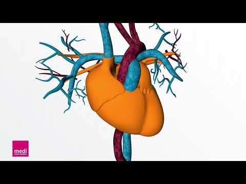 Video: Sind Arterien in Diagrammen blau oder rot?