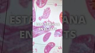 El IATS-CSIC evalúa fármacos contra un parásito de la dorada