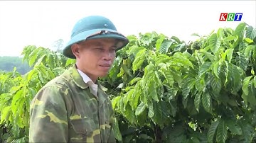 Sa Thầy thực hiện hiệu quả Nghị quyết về chuyển đổi cơ cấu cây trồng vùng DTTS