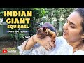 Indian giant squirrel  exotic pets  rare species of animals  anvitha vlogs