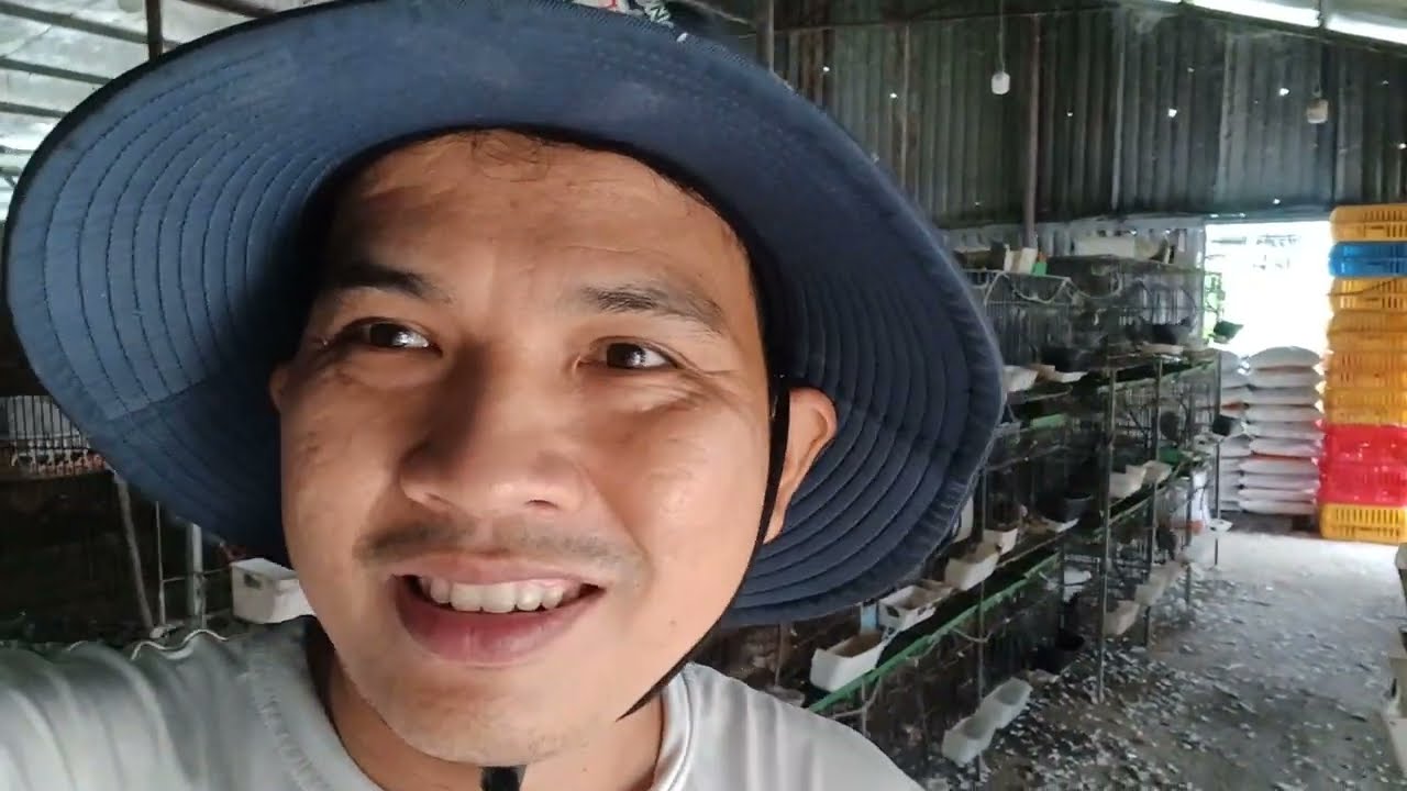 cách ghép đôi chim và cho ăn siêu lợi nhuận ơ trại bồ câu Thế phong 0978455670.