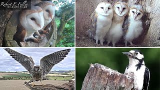 LIVE Barn Owls , Stoats , Kestrels , Tawny Owls  | From Fotherdale, Yorkshire, UK