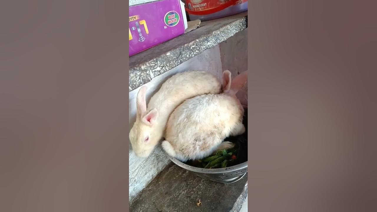 RABBIT STATUS VIDEO Rabbit Status Video rabbit status video 