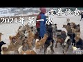 2024年第一顿大餐，12箱鸡胸肉3箱鸡蛋，给400条毛孩子改善伙食    Dog  rescu in China   2024  01  10