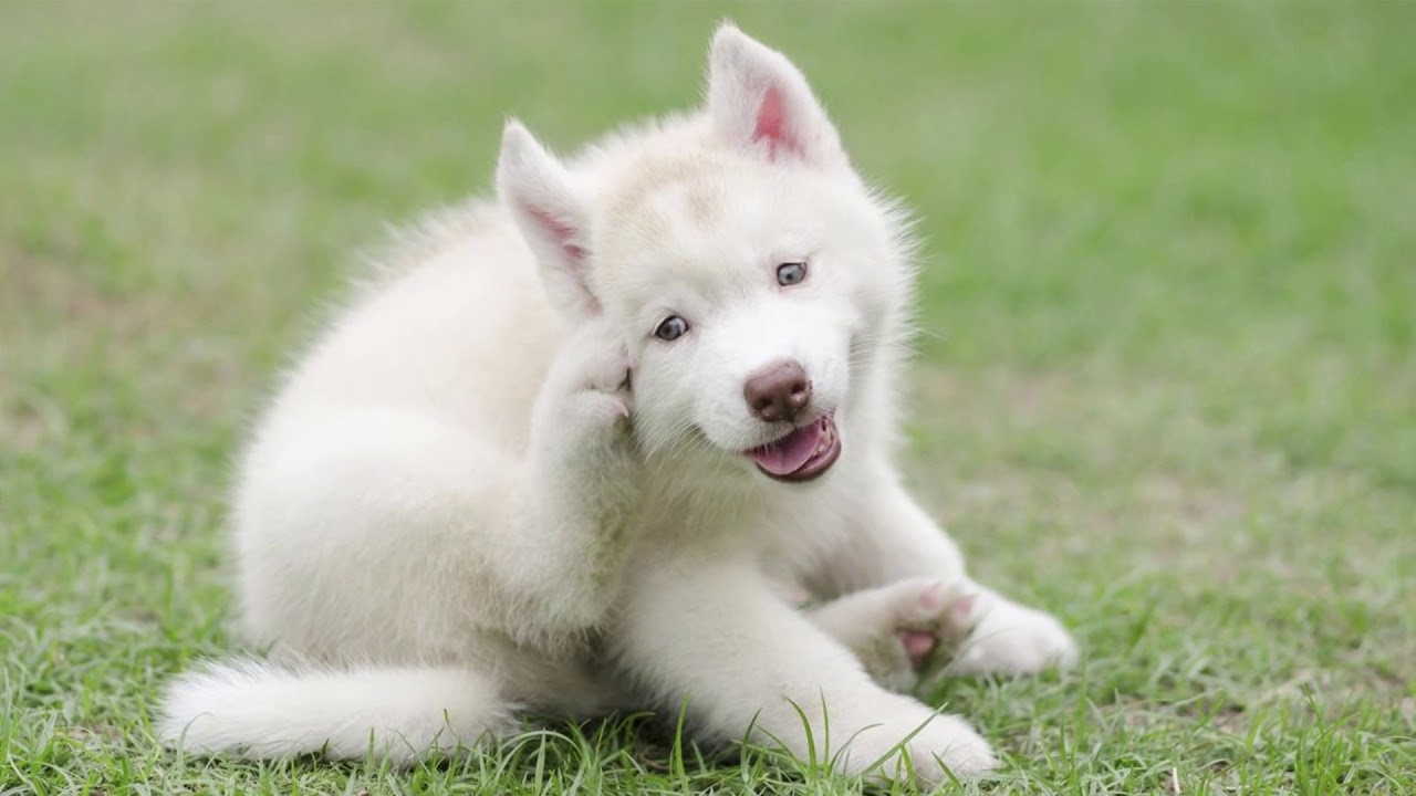 Officials respond to typhus outbreak