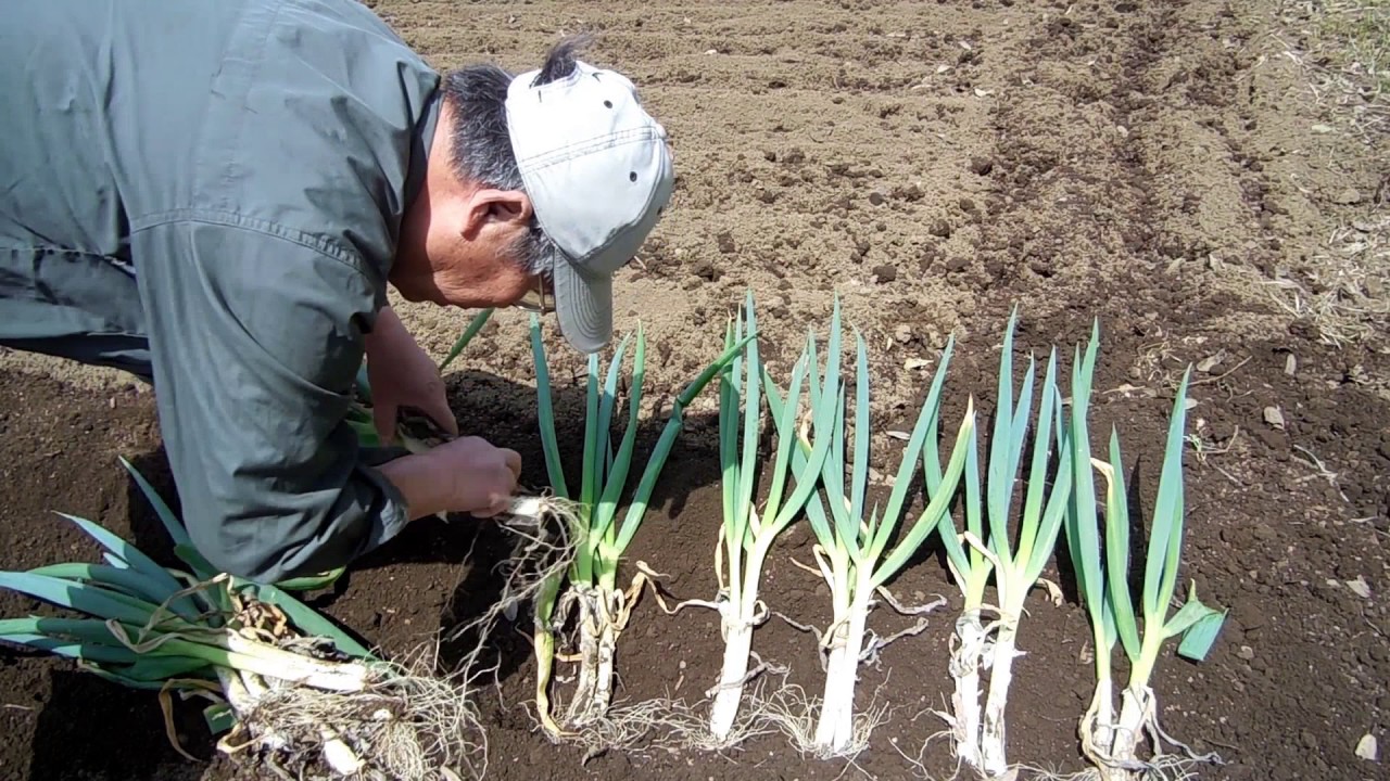 家庭菜園 分葱栽培 Part1 苗の植え方 Youtube