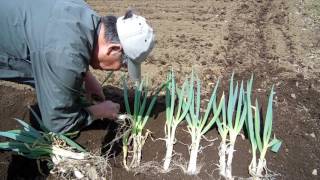 家庭菜園　分葱栽培　part1　苗の植え方