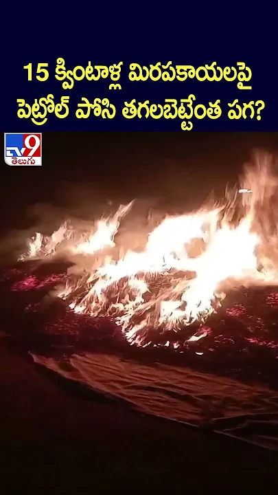 15 క్వింటాళ్ల మిరపకాయలపై పెట్రోల్ పోసి తగలబెట్టేంత పగ? - TV9