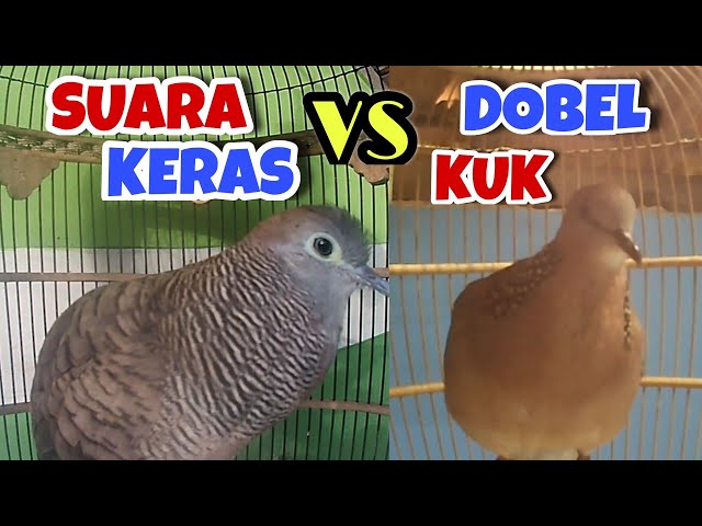 Perkutut Lokal Suara Keras Ngegas VS Tekukur Djawa Kuk 2 Loss class=