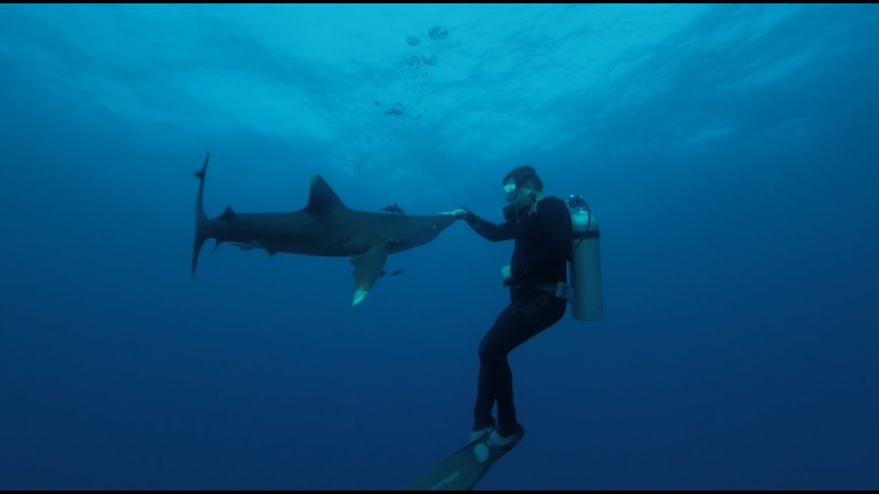 Attaque Requin Egypte