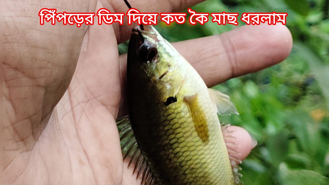 কত কই মাছ ধরলাম বন্ধুরা 