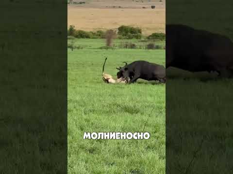 Львы НАБРОСИЛИСЬ на беззащитного ТЕЛЁНКА🥺🔥🐄