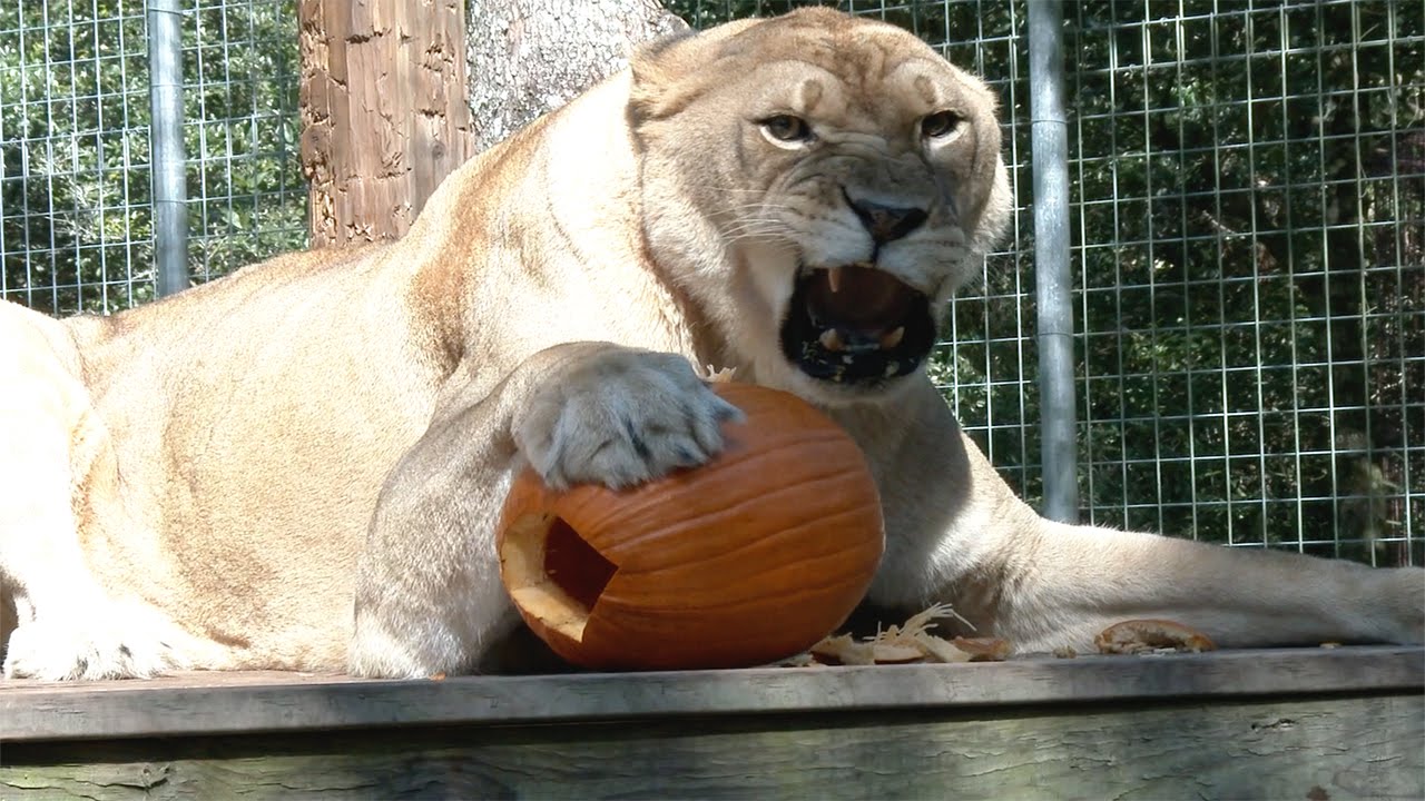 big cats and pumpkins youtube