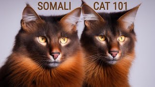 The Mysterious World of Somali Cats: A Unique Cat Breed! by Pretty Purrfect Cat Facts 702 views 11 months ago 4 minutes, 20 seconds