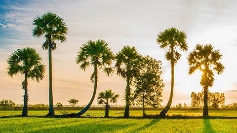 KHÁM PHÁ VÀ TRẢI NGHIỆM MỘT NGÀY VỚI NGƯỜI LÀM ĐƯỜNG THỐT NỐT