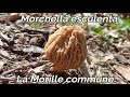 Morille blonde commune morchella esculenta caractristiques et biotopes