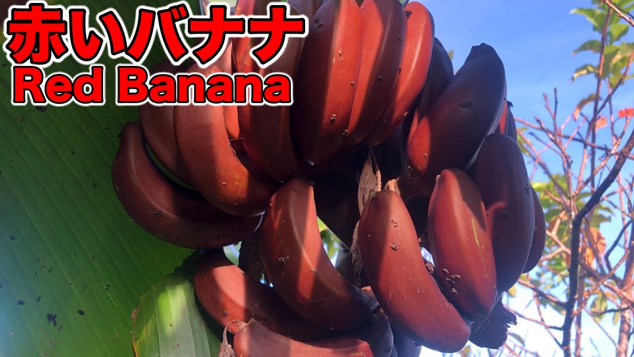Rare variety] Sweet and delicious! Red banana (morade banana