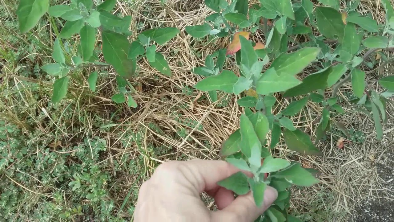 Lamb's Quarters Identification YouTube