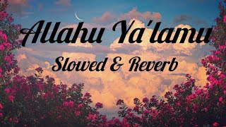 Allahu Ya'lamu Nasheed|Slowed & Reverb|Lyrics.#nasheed #peacefulnasheed #englishlyrics #Allahuyalamu