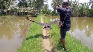 Protected Birds Do Not Keep Them Bango Tontong Release Edition