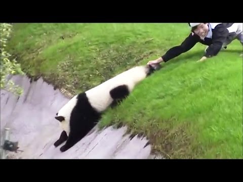 パンダ面白動画 わんぱくパンダに振り回されている飼育員のお姉さん達 Panda Fanny Video Youtube