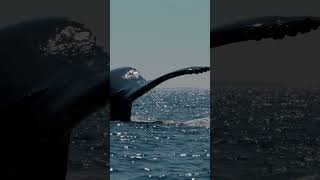 Gorgeous Humpback Fluke! #Humpbackwhale