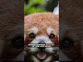 Red Pandas' Unique Bamboo Diet 🐼